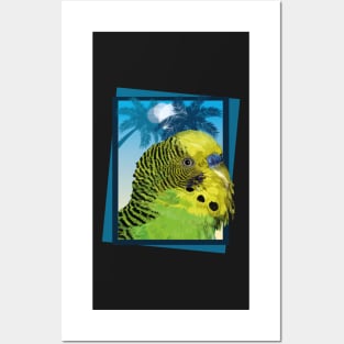 Australian parakeet Posters and Art